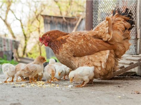 Differences between chickens and hens