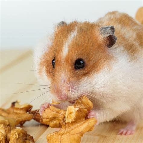 Dürfen Hamster Walnüsse essen?
