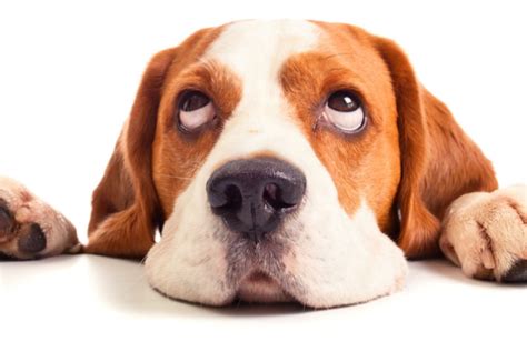 Beagle - Apperance | Size | Temperament | Price | Shedding | Barking