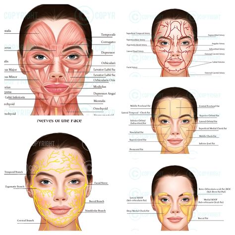 Facial Anatomy Bundle | Botox & Filler Injector | Anatomy | Esthetician