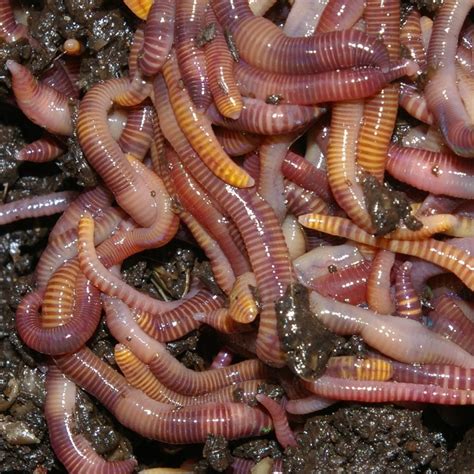 Composting Worms (1 kg) – WormsRus
