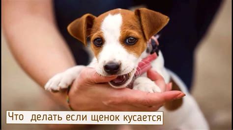 Как объяснить щенку что нельзя кусаться... - YouTube
