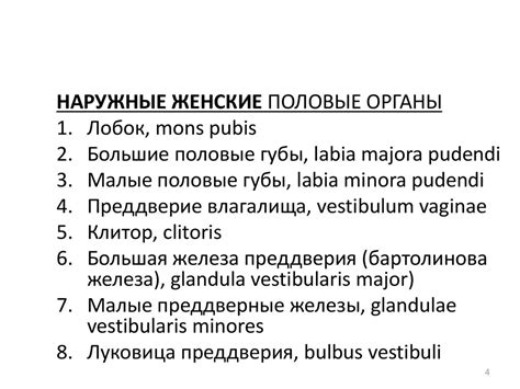Наружные и внутренние мужские и женские половые органы - презентация онлайн
