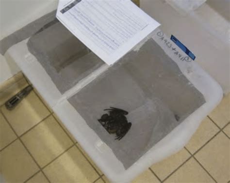 Leptodactylus fallax in recovery box following anaesthesia. (A. Barbon ...