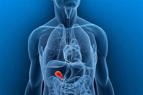 Gallbladder: Function, Problems & Healthy Diet | Live Science