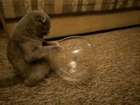 Гифка кот кошка котик гиф картинка, скачать анимированный gif на GIFER ...