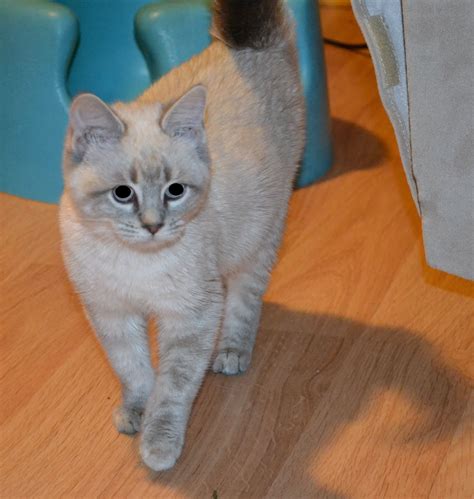 lynx blue point ragdoll
