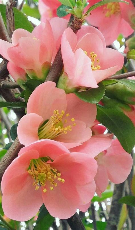Pin by Анастасия Русс on природа | Amazing flowers, Beautiful flowers ...