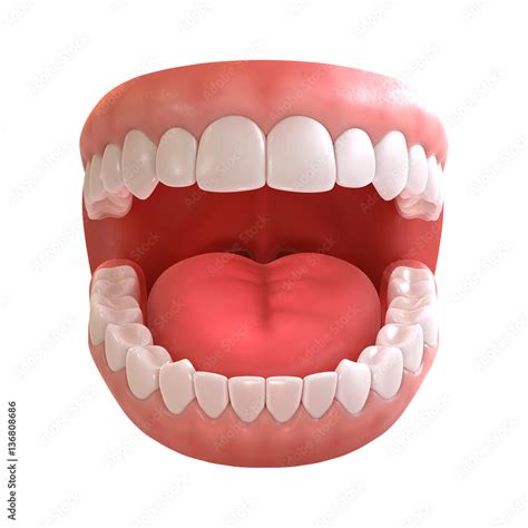 3d rendering of human teeth, open mouth on white background Stock ...