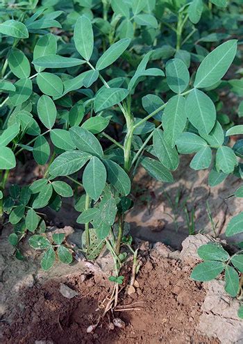 Como Se Planta Amendoim - Como plantar amendoim | Hortas.info