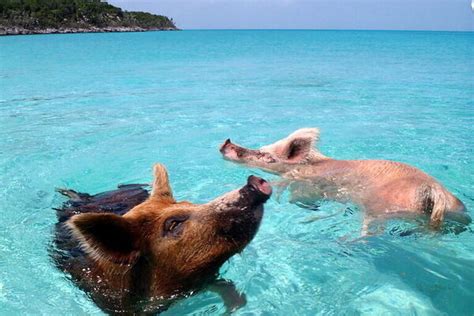 Animal Islands: Seven Islands Ruled by Creatures Great and Small ...