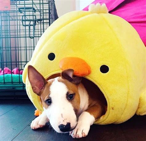 8367 best Woolly Bully Dog images on Pinterest | English bull terriers ...