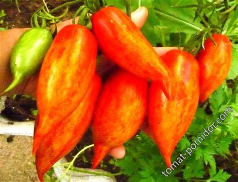 Розовый фламинго - Альбомы - tomat-pomidor.com