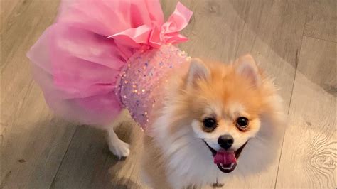 In Our Puppy Era Dog Vlog With Our Pomeranian and Italian Greyhound ...
