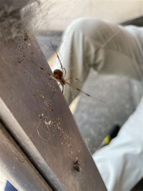 Who dis? SE US : r/spiders