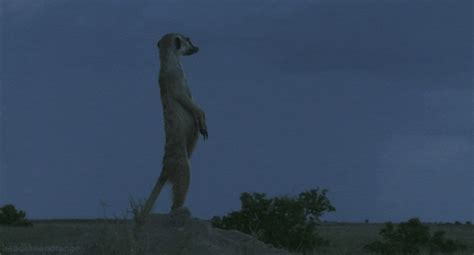Meerkat GIF - Find & Share on GIPHY