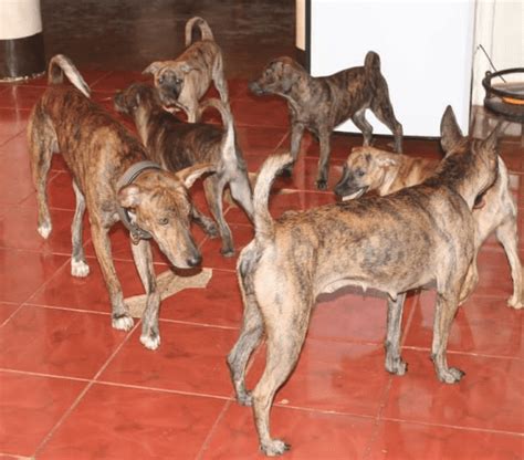 The Philippine Forest Dog, Also Known as the "Asong Gubat," Is a Dog ...