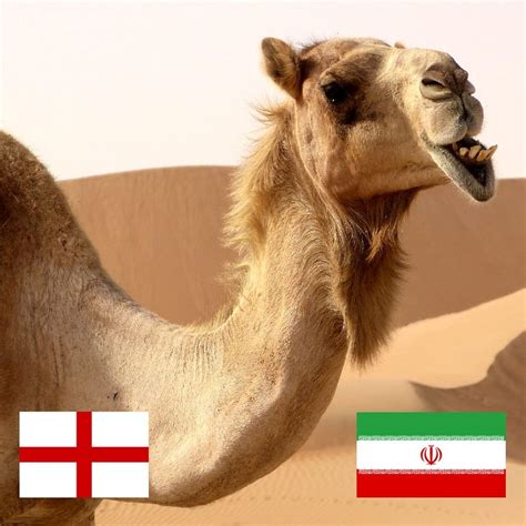 fer ekbar biswkap swpn nize sktisalee dl gdeche inglzand koc
