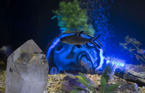 Pictures of Crystal Cass