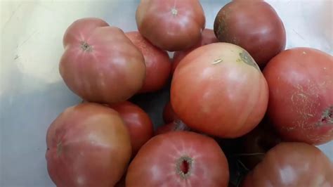 Томаты со вкусом фруктов!Чёрный ананас,Чёрное Сердце Бреда, Арбузные ...