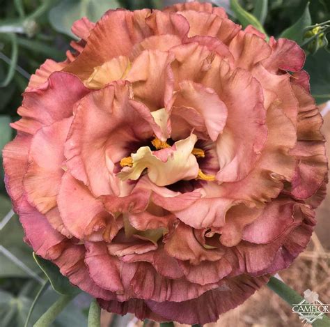 Lisianthus Double Mauve - CamFlor, Inc.