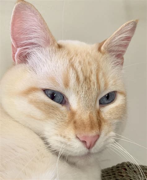Smurf the Cat : r/Flamepoints