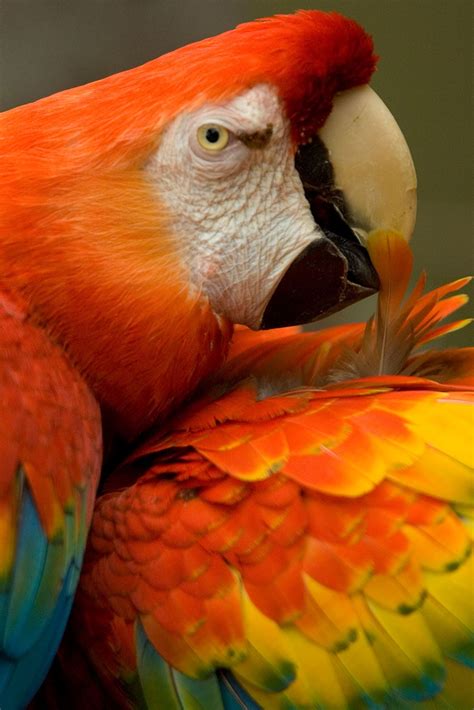 red macaw parrots scarlet macaw rainforest animals