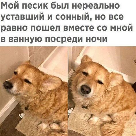 Прикольные фото с собаками
