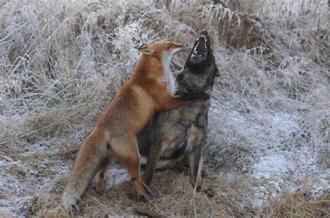 Fox and dog meet in the woods, form adorable friendship - TODAY.com