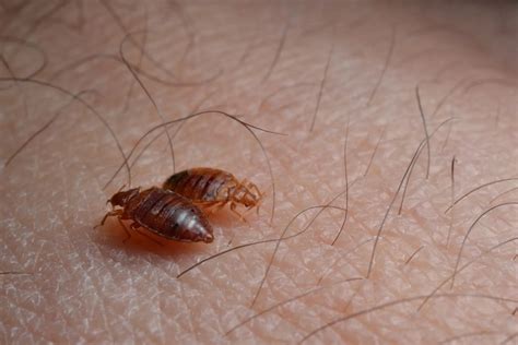 30 фото: как ТОЧНО выглядят домашние (постельные) клопы с яйцами и ...