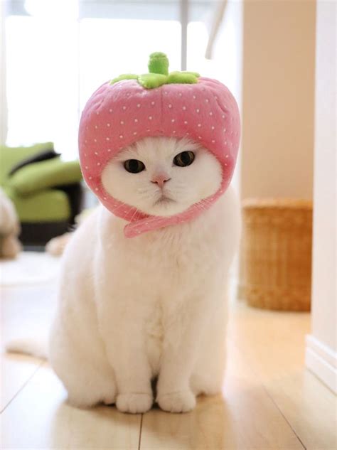 Сумасшедшие кошки, Мемы про котов, Милые котики