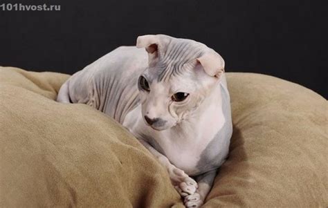 Гладкошерстные кошки: названия, фото, описание (50 пород) | Animals, Lamb