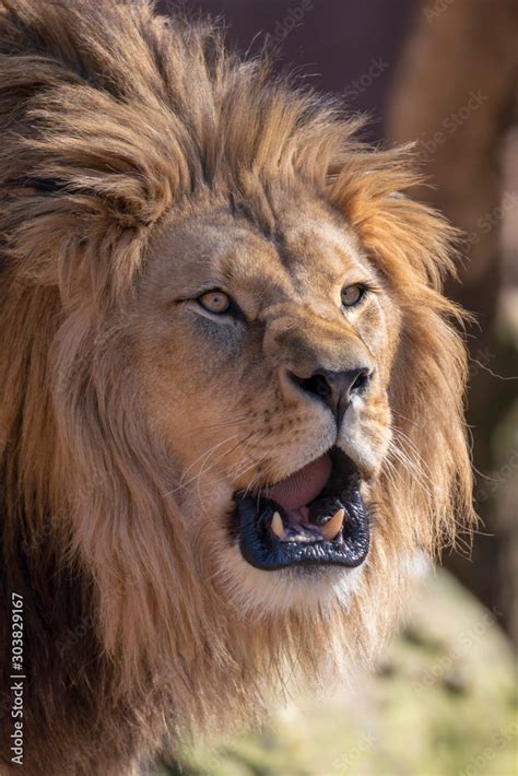 lion roar face
