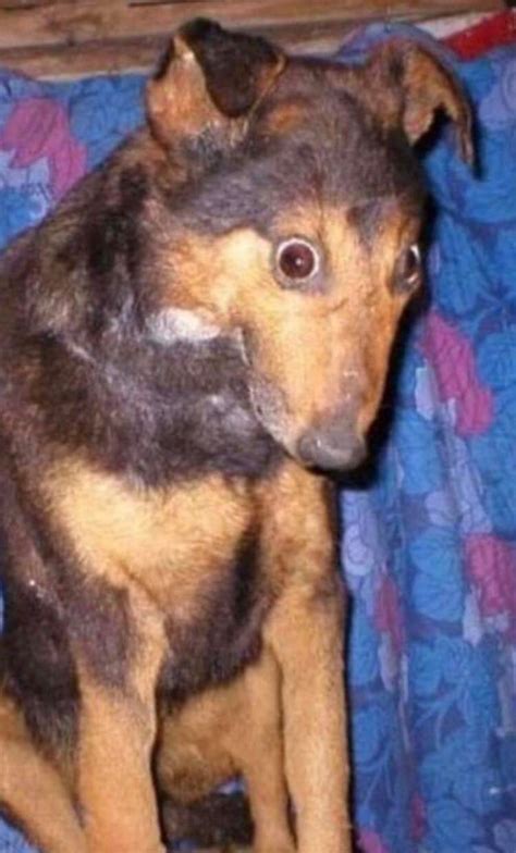 Cursed_Dog | Cursed Image | Know Your Meme