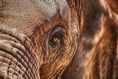 HD wallpaper: close-up photography of elephant, eye, africa ...