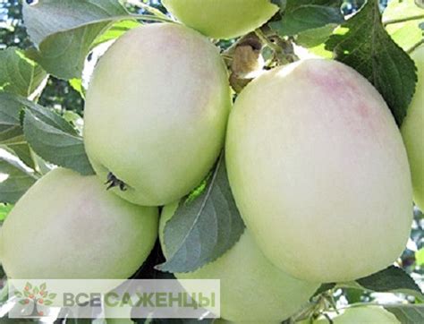 Цена на Яблоня Белый Синап - купить саженцы