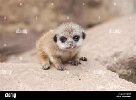 meerkat baby high resolution stock photography  images alamy
