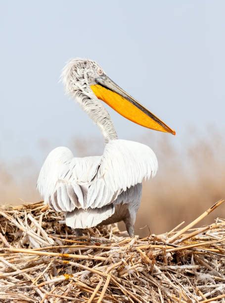 40+ Pelicans In Volga River Russia Stock Photos, Pictures & Royalty ...
