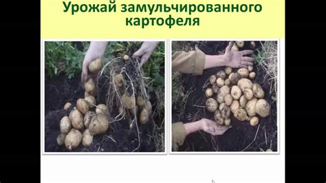 Выращивание картофеля - YouTube