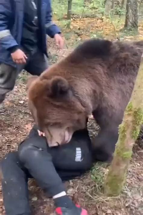 So apparently , Russians wrestle with bears...and the bears enjoy it? I ...