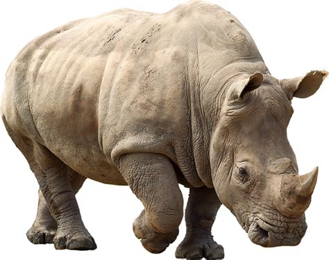 Rhino Clipart Png