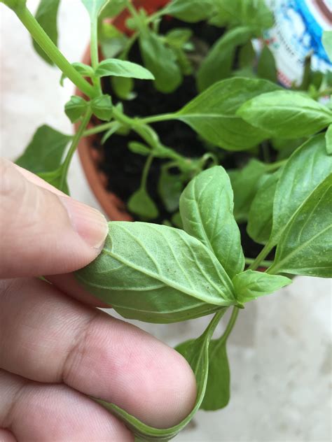 Basil | How to treat white spots on my basil plant?