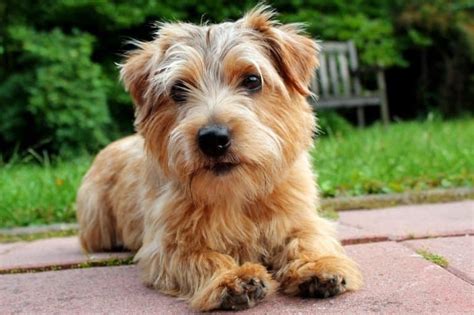 Norfolk Terrier Dog Breed Complete Guide - A-Z Animals