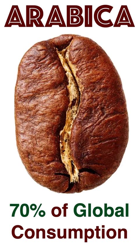 Difference Between Arabica and Robusta Coffee | Ninja Girl Coffee Company