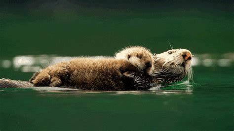 wild animals awww gif  pbs find share  giphy