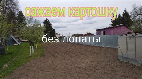 Посадка картофеля мотоблоком под плуг - YouTube