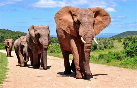 Shipwrecked ivory sheds new light on African forest elephants - Earth.com