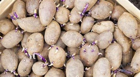 Куплю картофель семенной в Уссурийске