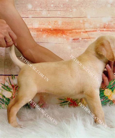 Chó labrador - Pet House - Cửa hàng thú cưng và phụ kiện