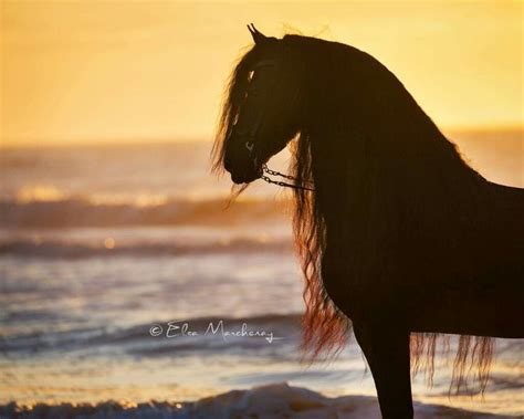 The most beautiful horse silhouette on the beach sunset. | Horses, Most ...
